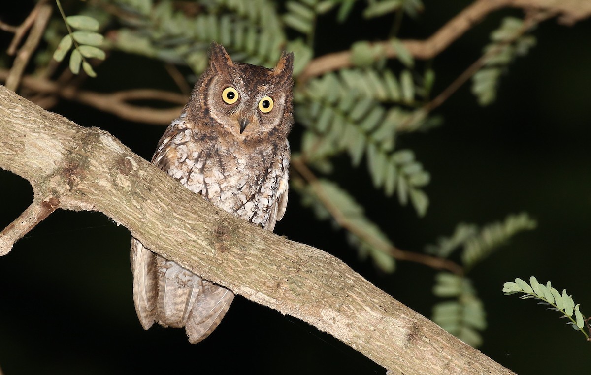 Rinjani Scops-Owl - ML205632451