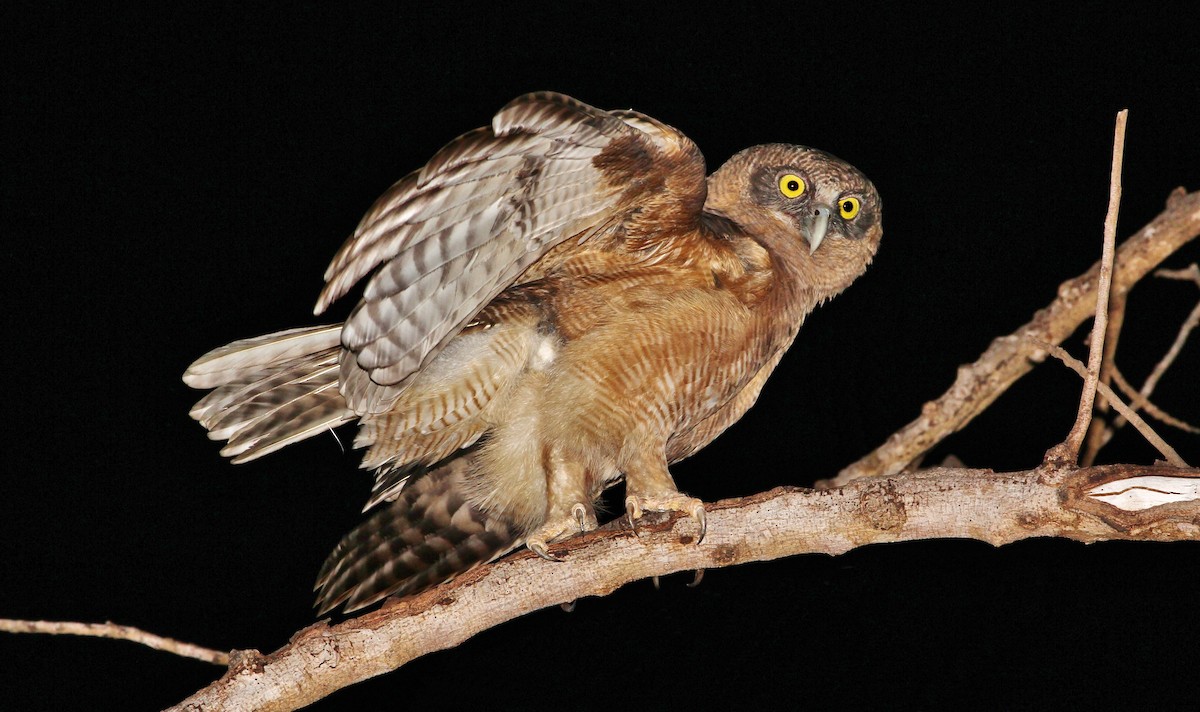 Rufous Owl - ML205632471