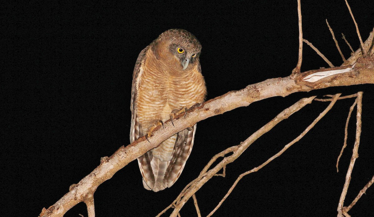 Rufous Owl - ML205632481