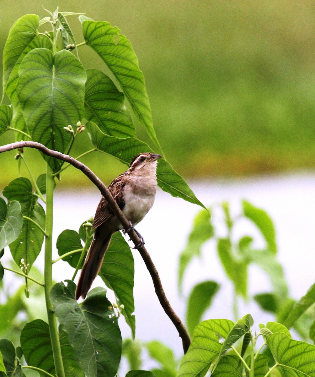 Striped Cuckoo - ML205632641