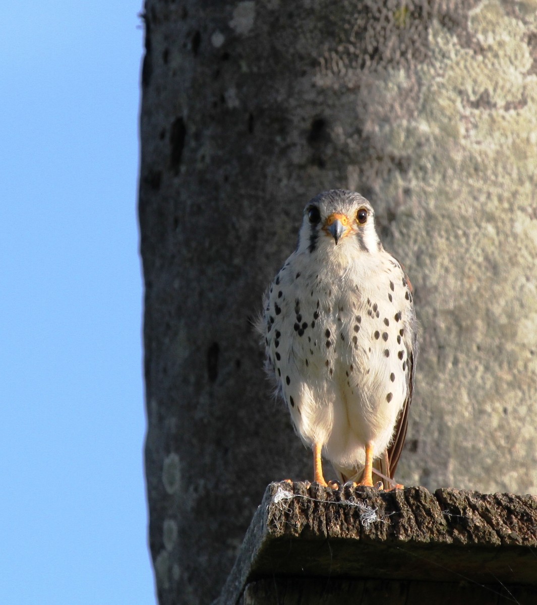 American Kestrel (South American) - ML205632811