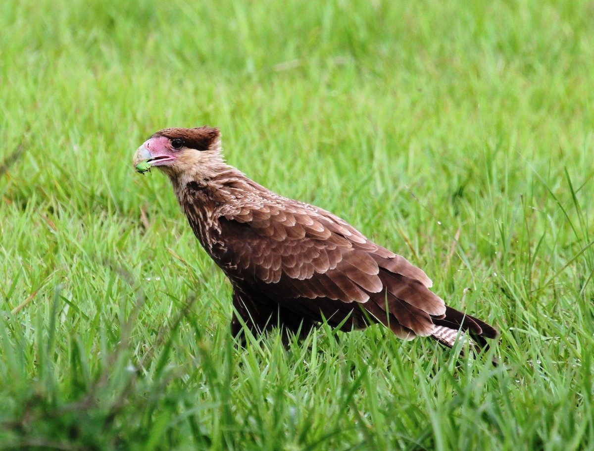Crested Caracara (Southern) - ML205632901