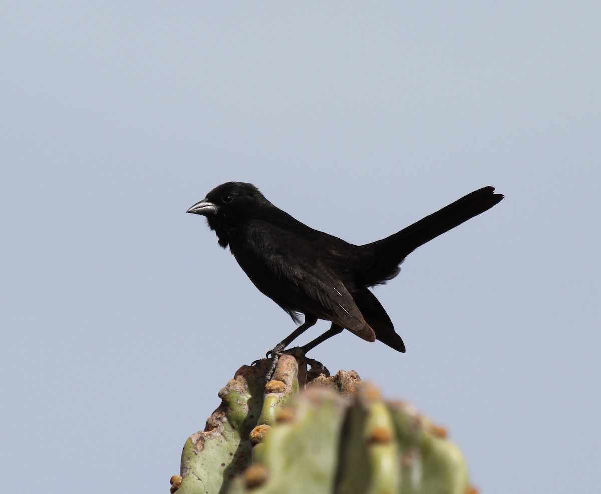 Bolivian Blackbird - Richard Greenhalgh
