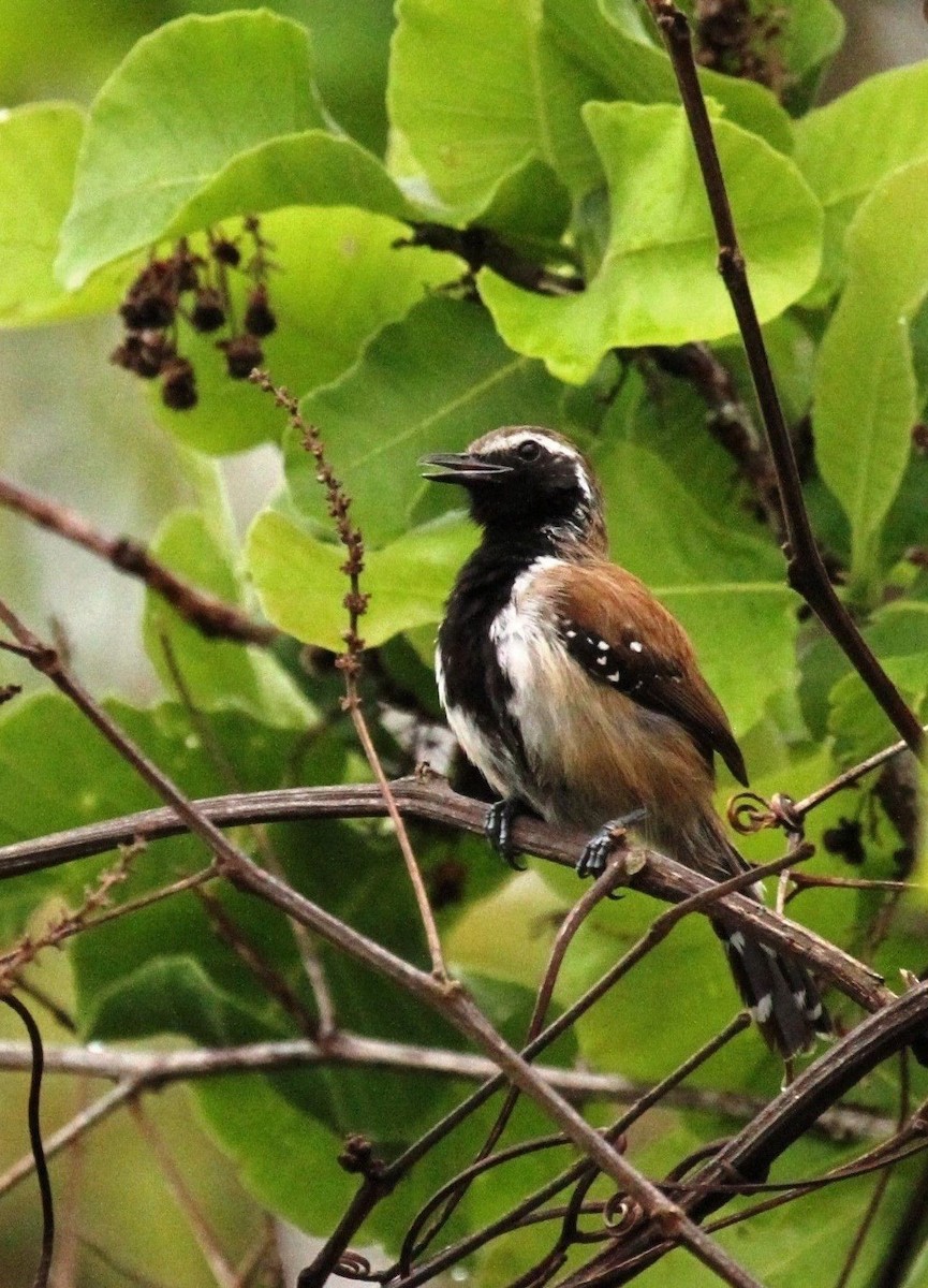 Rusty-backed Antwren - ML205633111