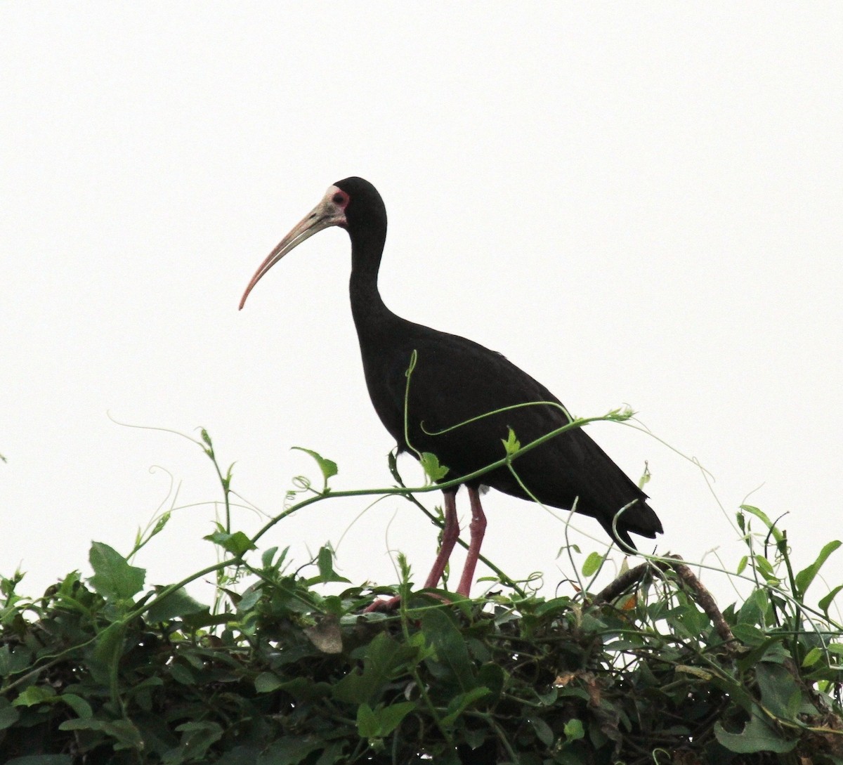 Bare-faced Ibis - ML205633211