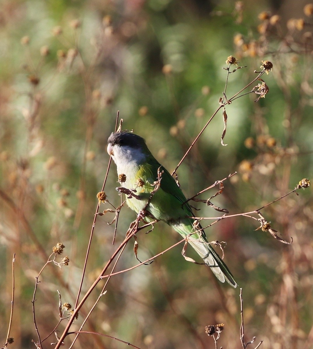 Gray-hooded Parakeet - Richard Greenhalgh