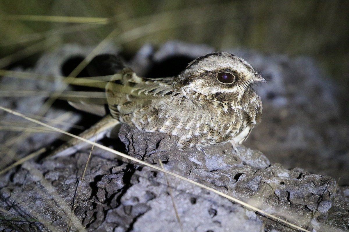 White-winged Nightjar - ML205633561