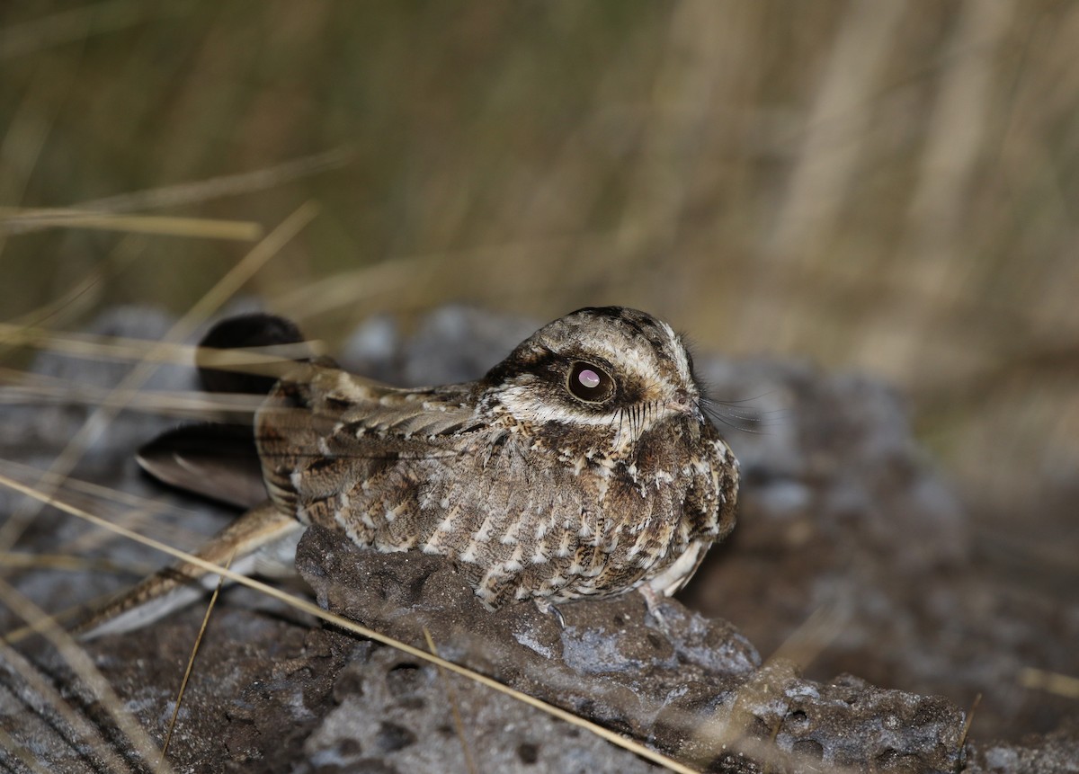 White-winged Nightjar - ML205633581