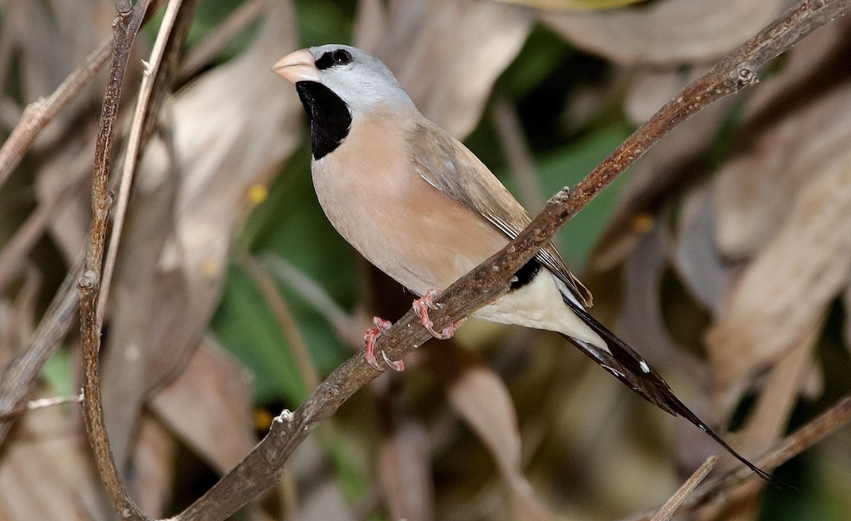 Long-tailed Finch - ML205634751