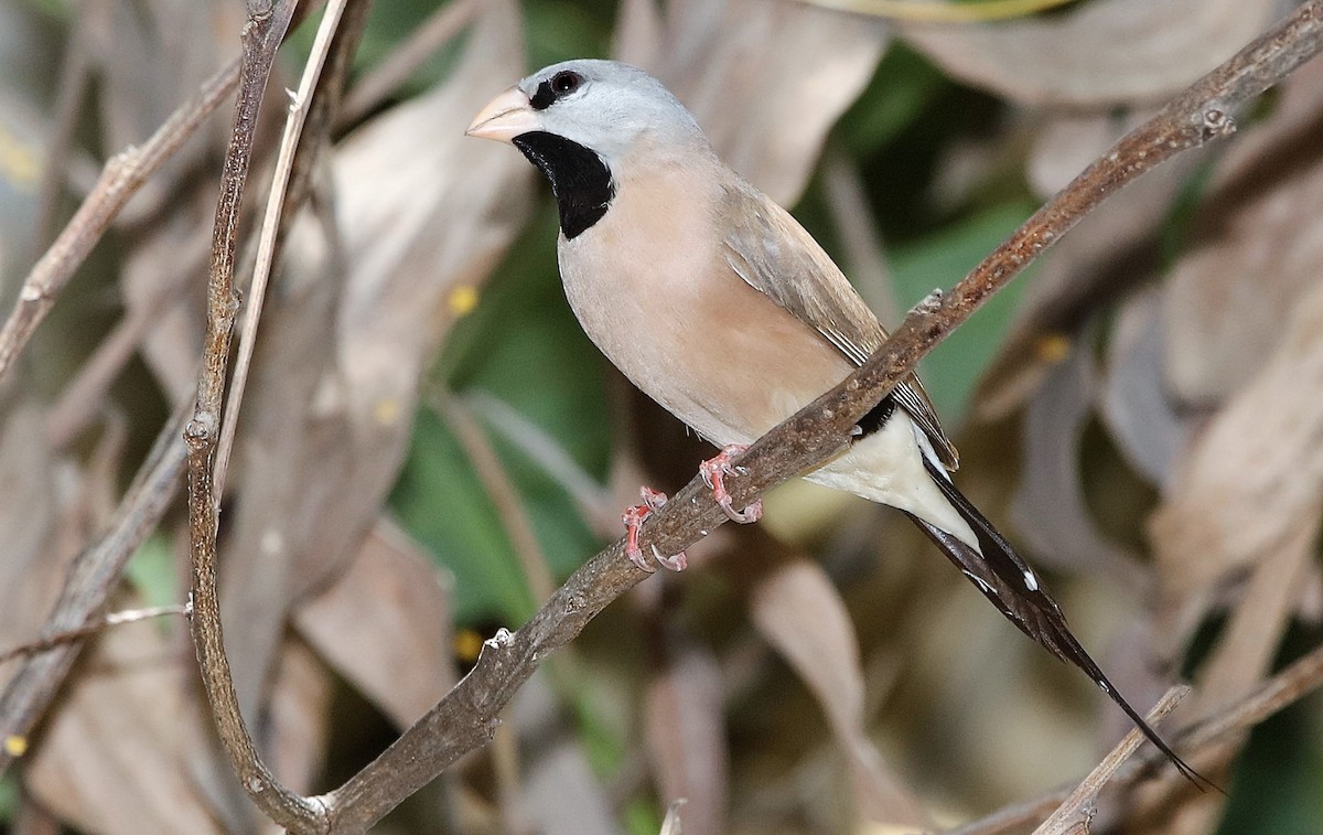 Long-tailed Finch - ML205634761
