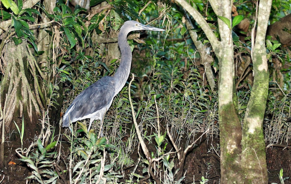 Great-billed Heron - ML205634921