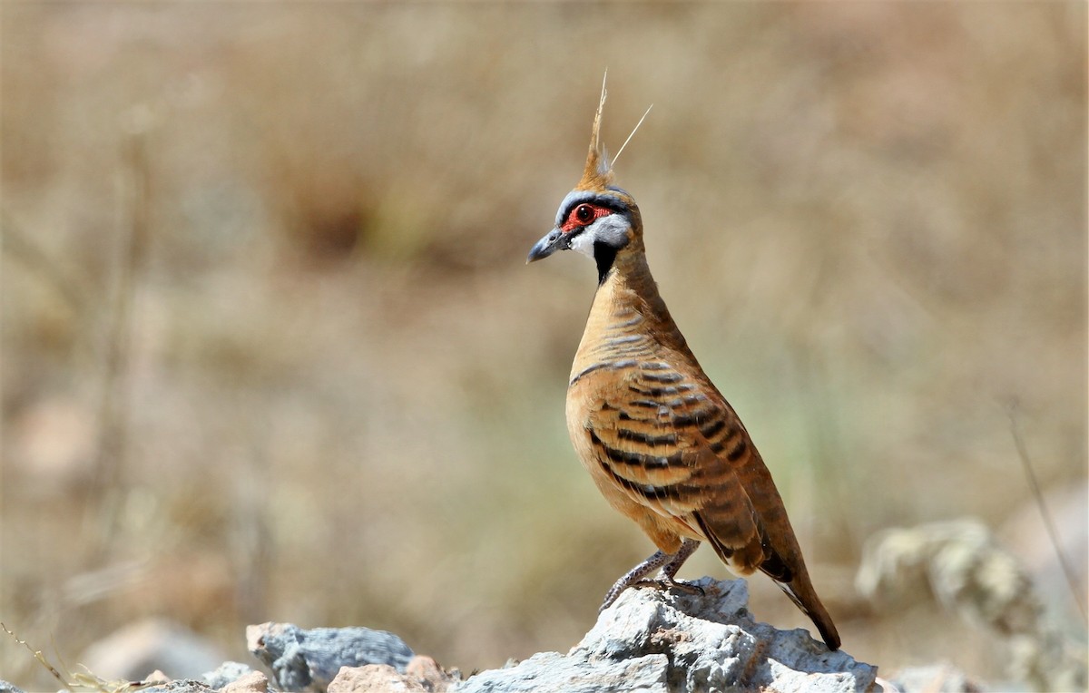 Spinifex Pigeon (Rufous-bellied) - John O'Malley