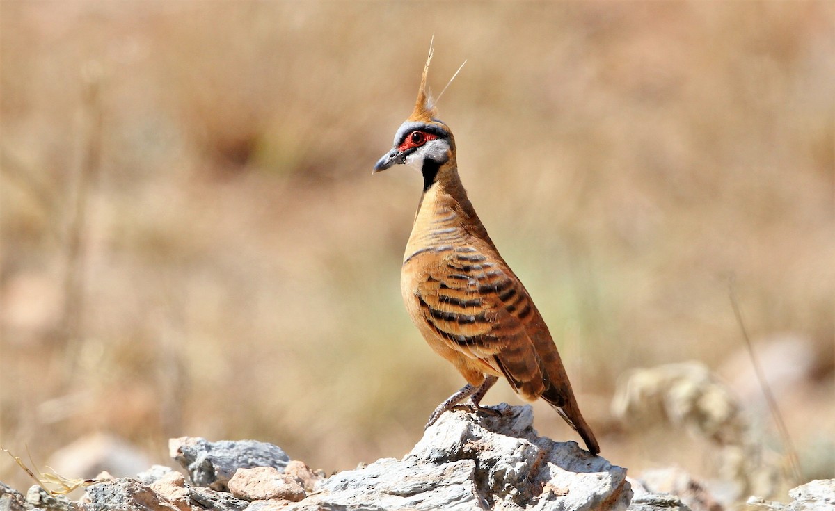 Spinifex Pigeon (Rufous-bellied) - John O'Malley