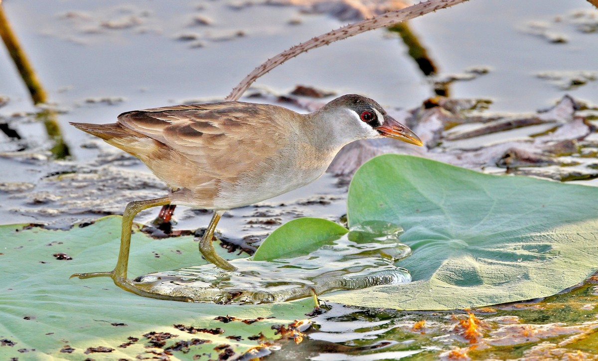 White-browed Crake - ML205635141