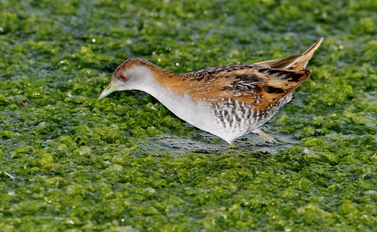 Baillon's Crake (Australasian) - ML205635161