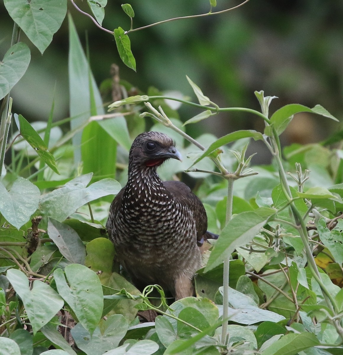 Speckled Chachalaca (Speckled) - ML205635241