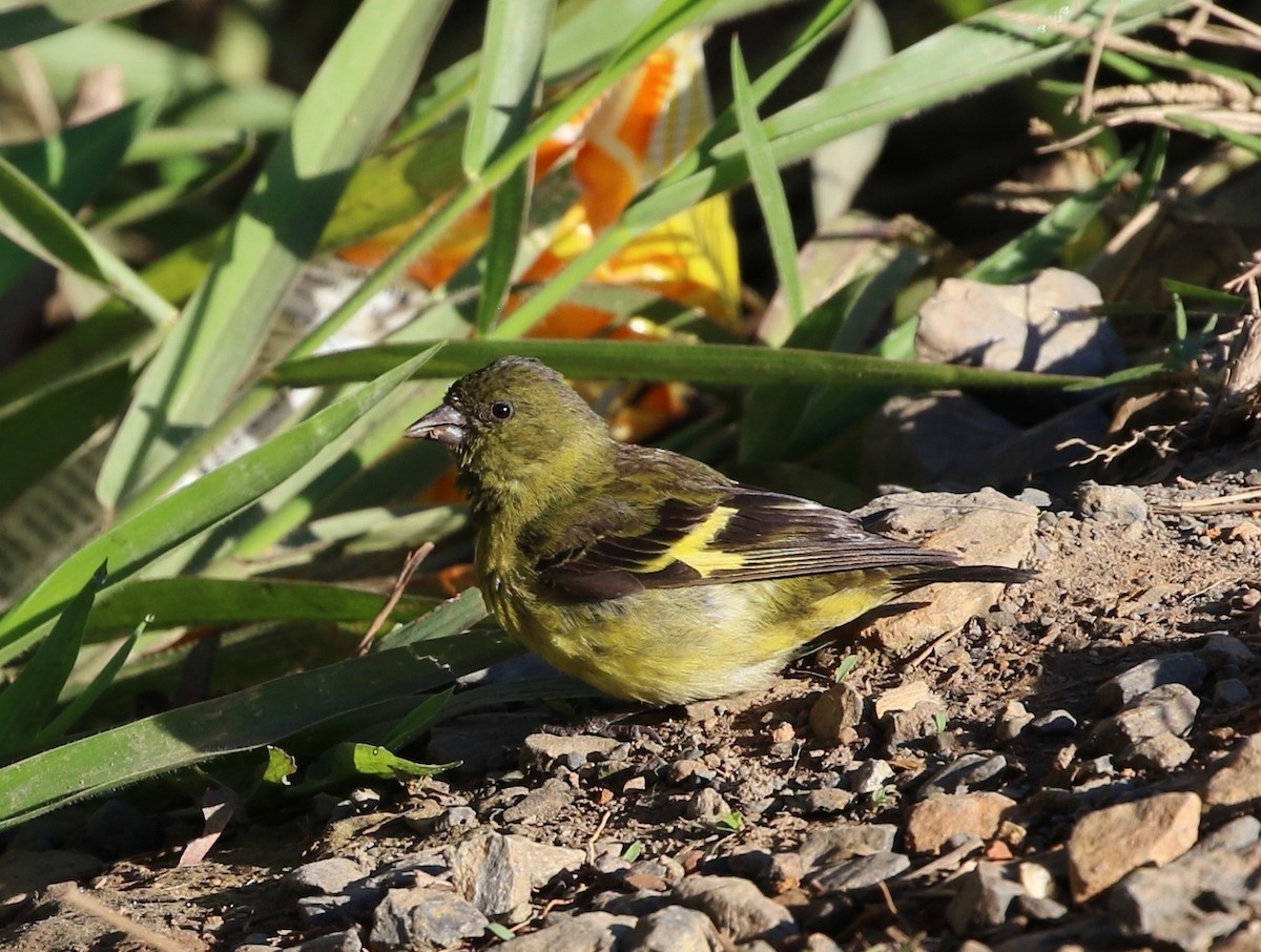 Yellow-bellied Siskin - ML205635261