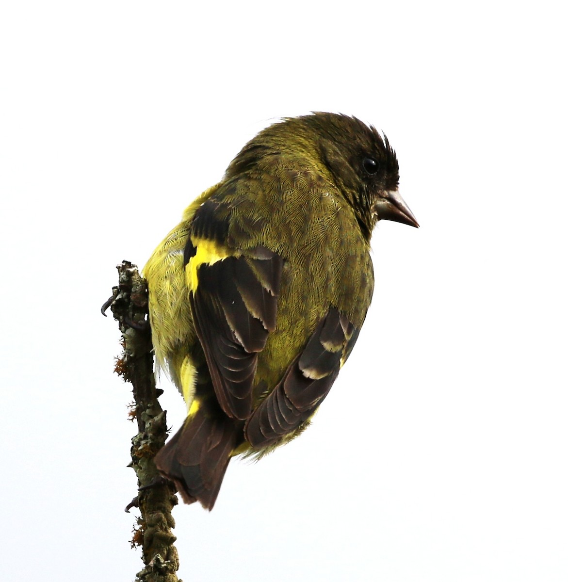 Yellow-bellied Siskin - ML205635271