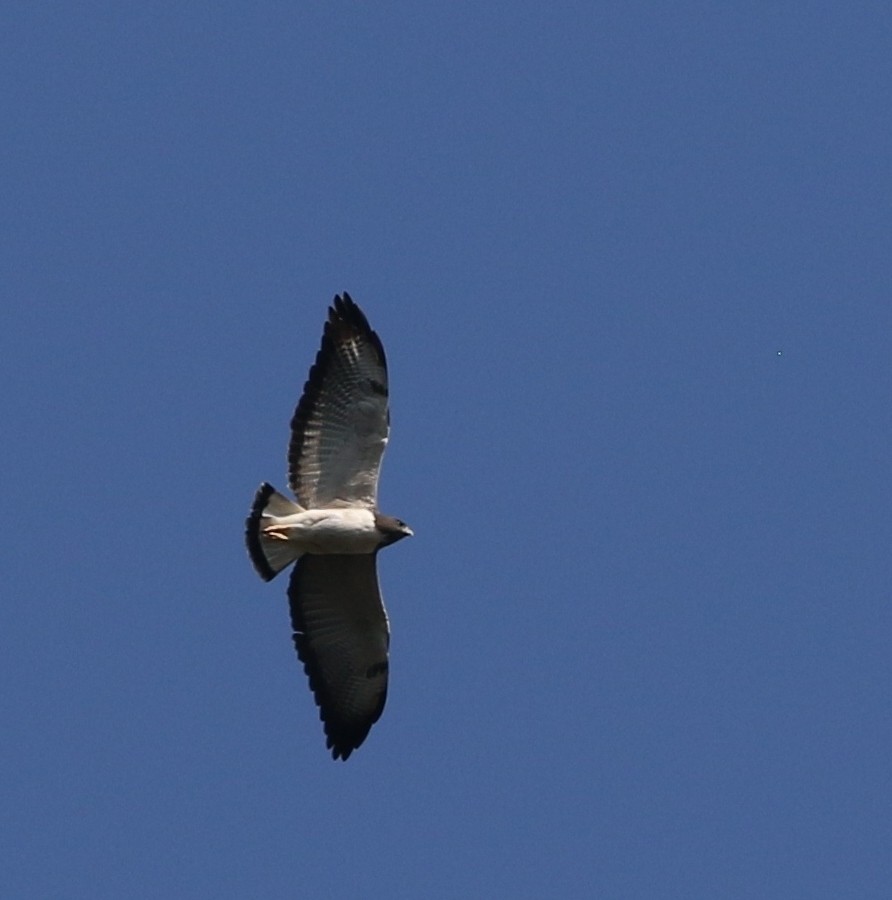 White-tailed Hawk - Richard Greenhalgh