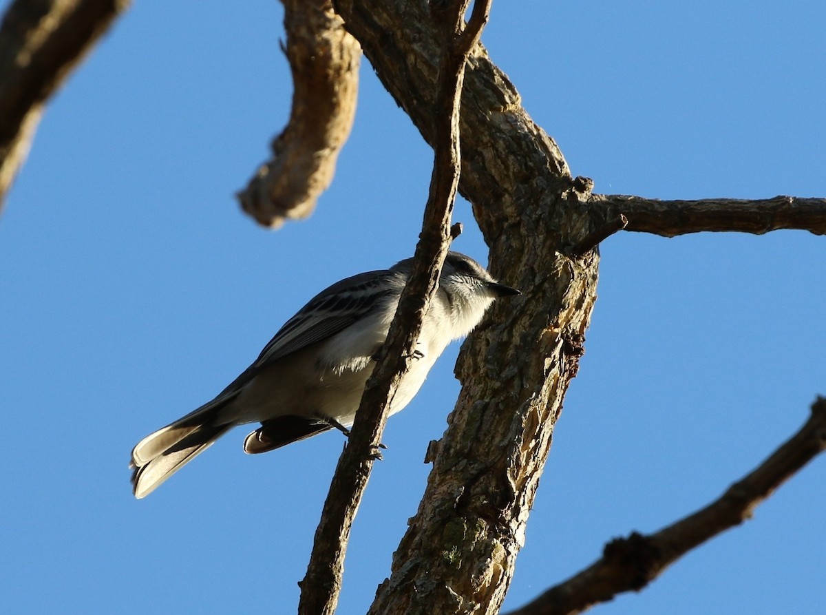 White-crested Tyrannulet (White-bellied) - ML205635351