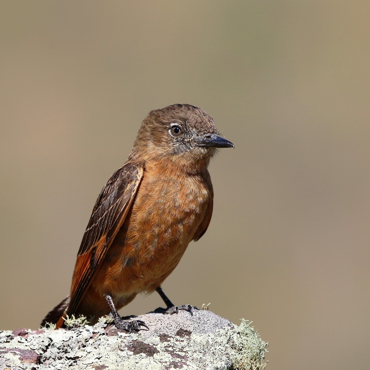 Cliff Flycatcher (Swallow) - ML205635441