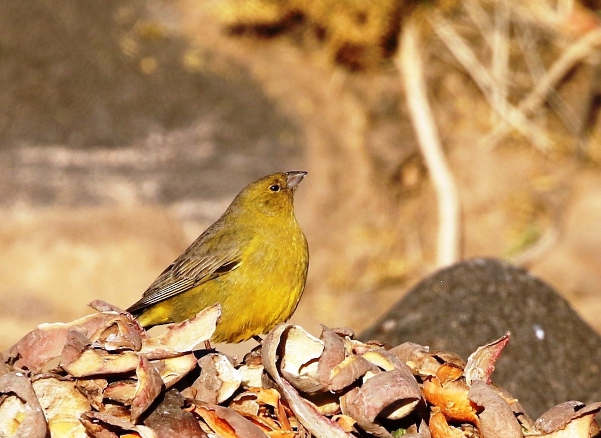 Greenish Yellow-Finch - Richard Greenhalgh