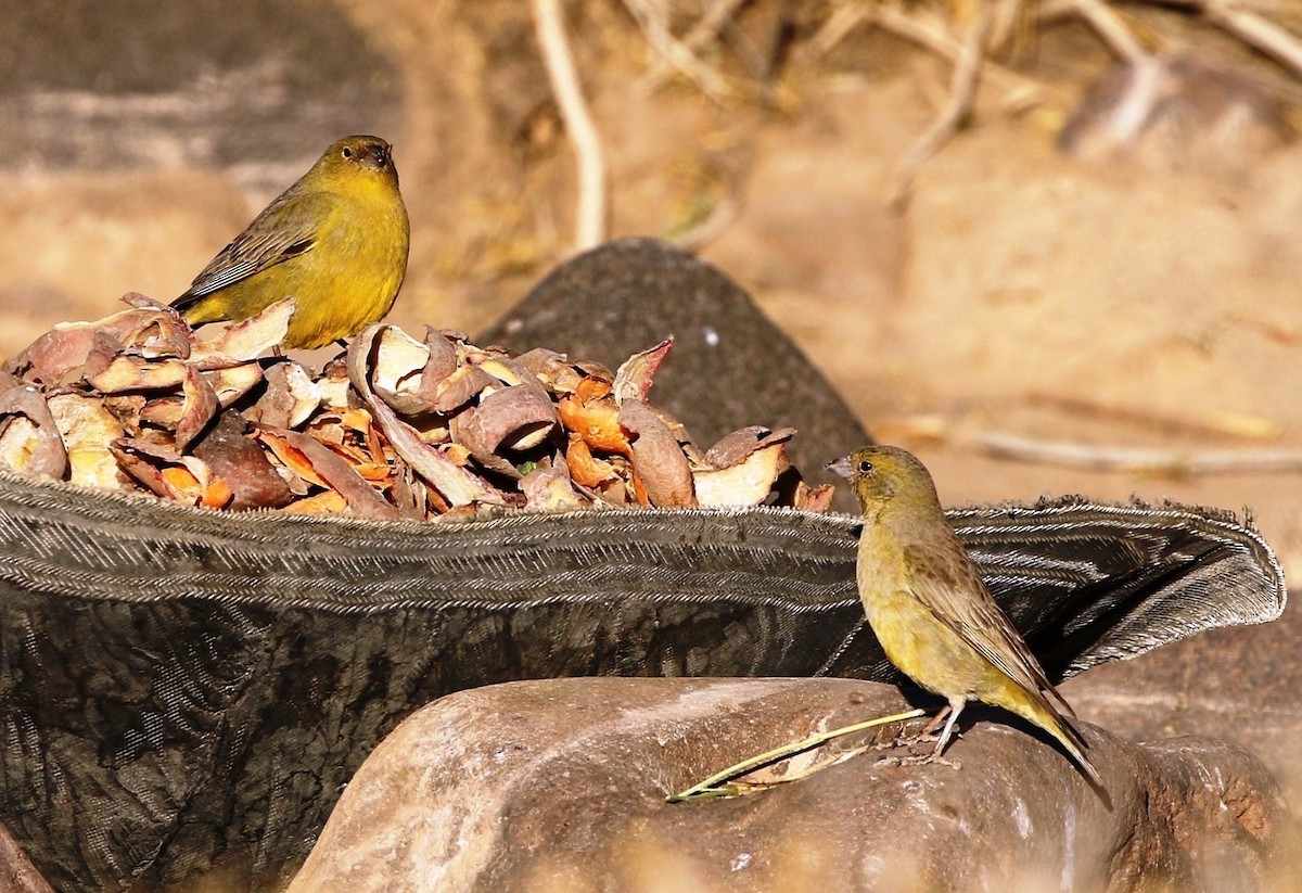 Greenish Yellow-Finch - Richard Greenhalgh