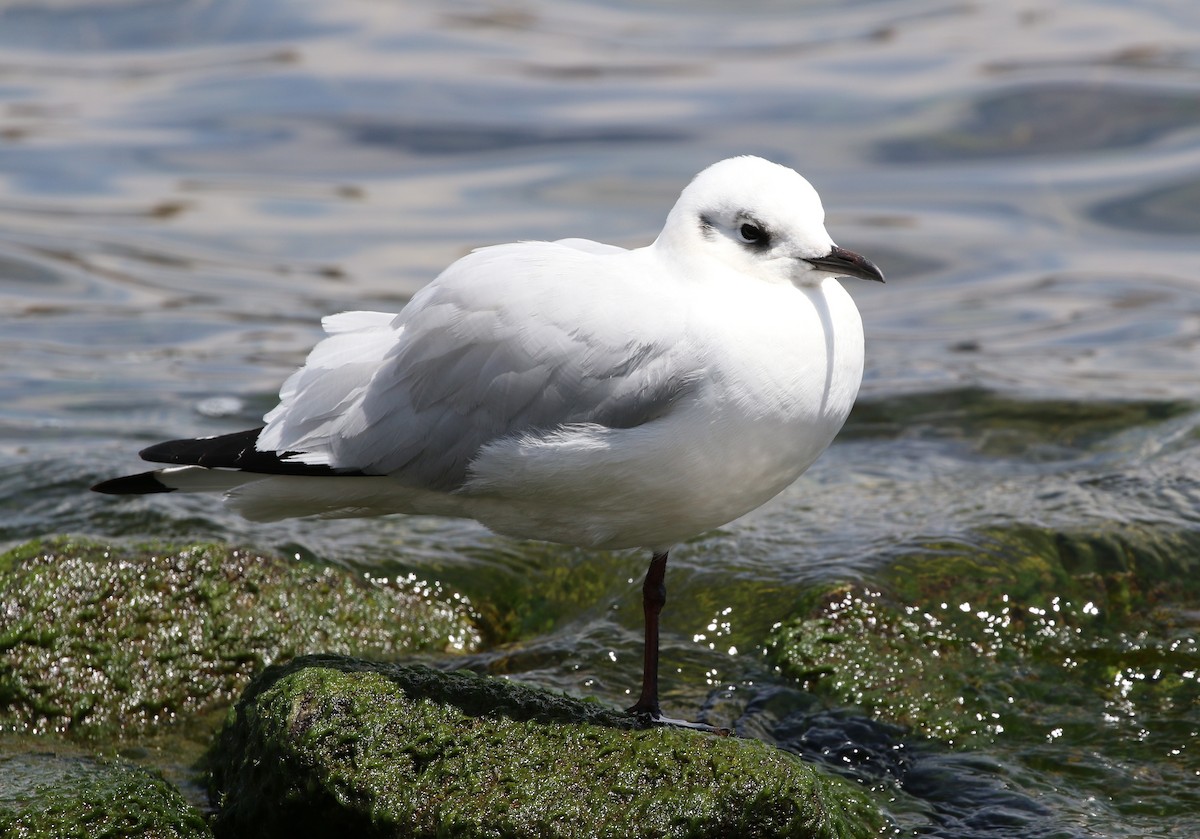 Andean Gull - ML205635661