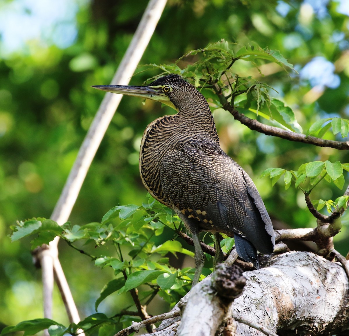 Bare-throated Tiger-Heron - ML205635771