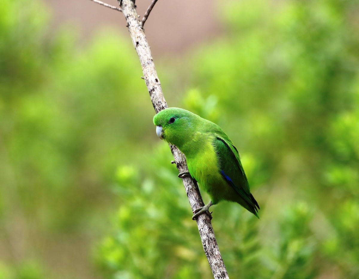 Blauflügel-Sperlingspapagei - ML205636021