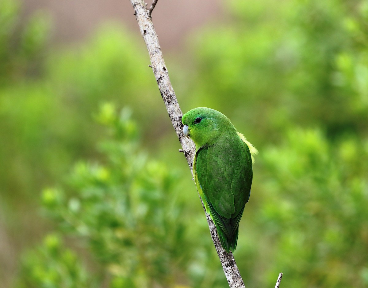 Cobalt-rumped Parrotlet - ML205636031