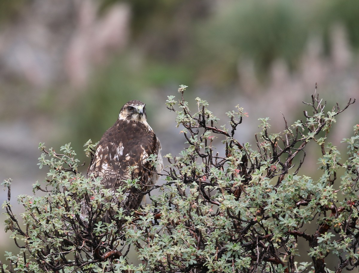 Variable Hawk (Variable) - ML205636251