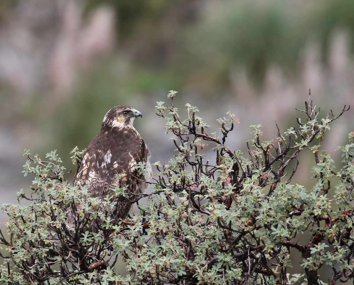 Variable Hawk (Variable) - ML205636261