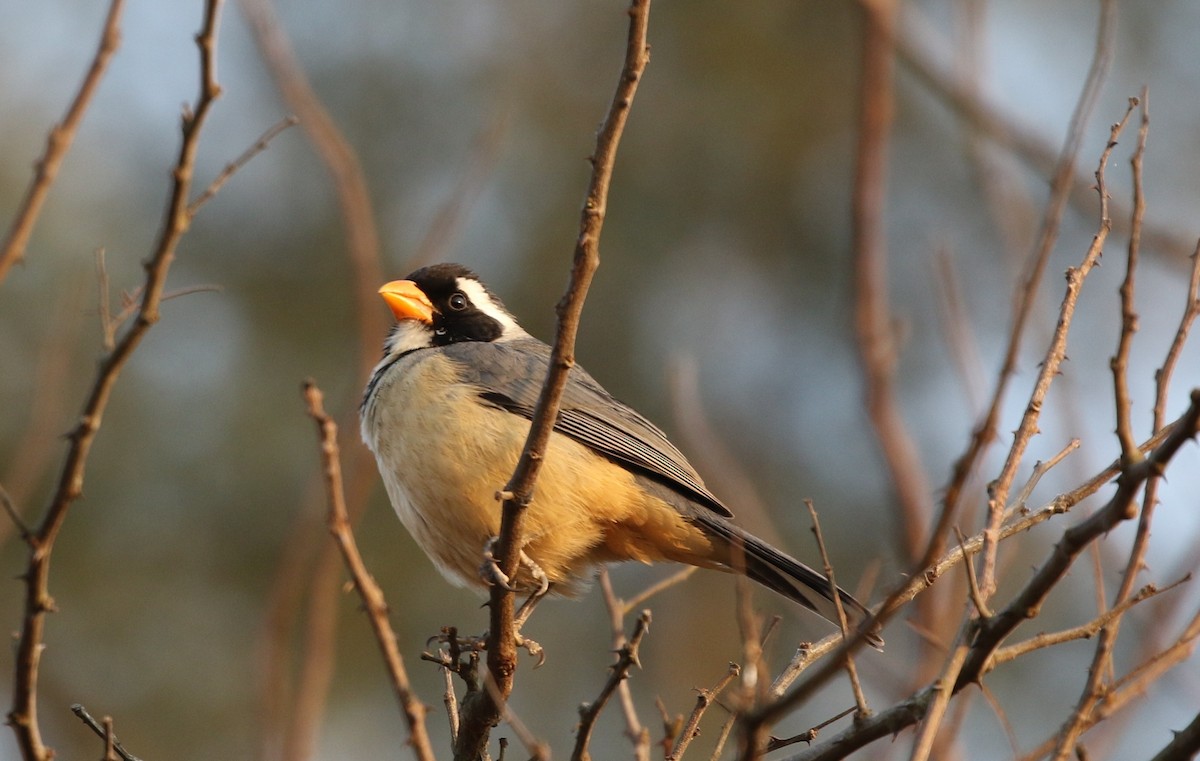 Golden-billed Saltator - ML205637261