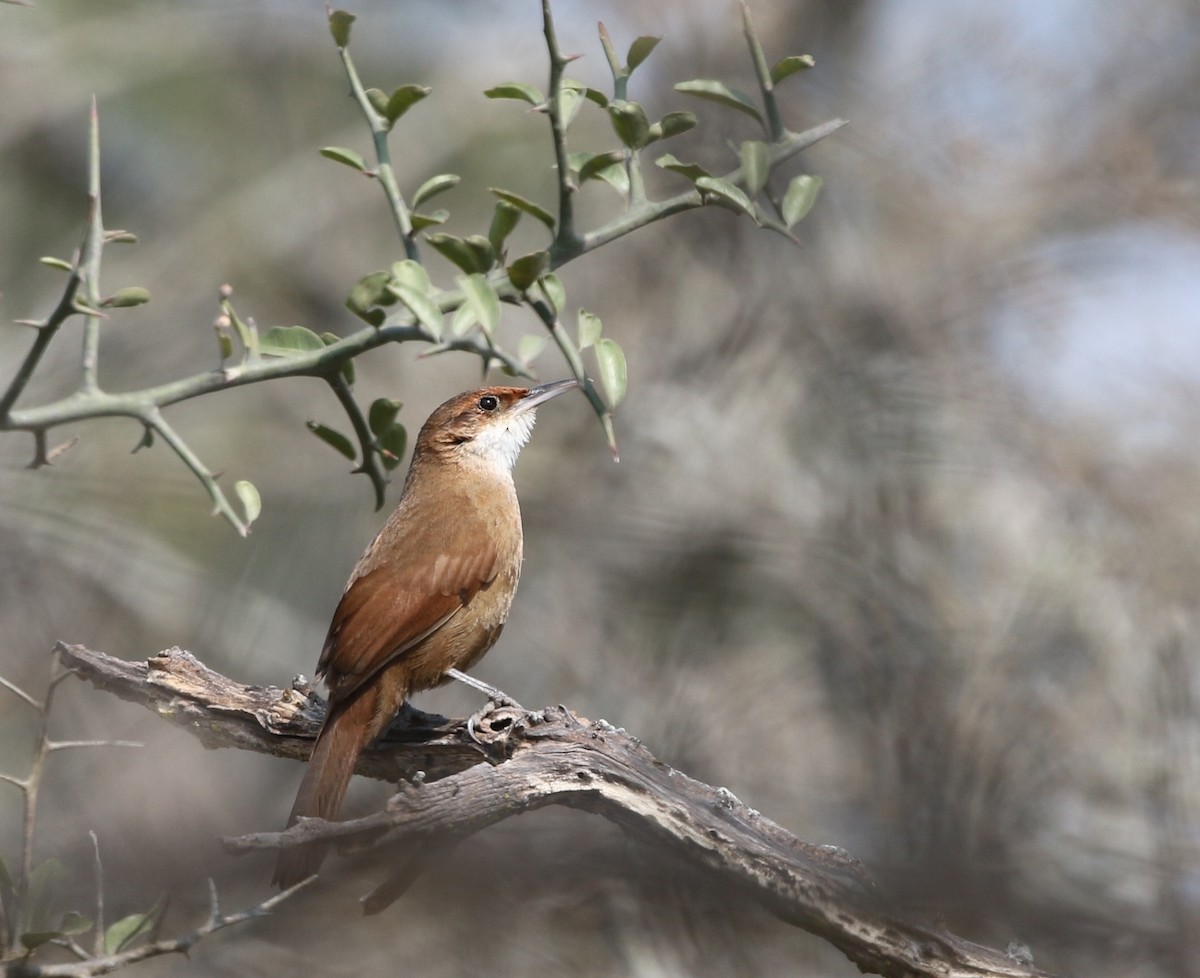 Chaco Earthcreeper - Richard Greenhalgh