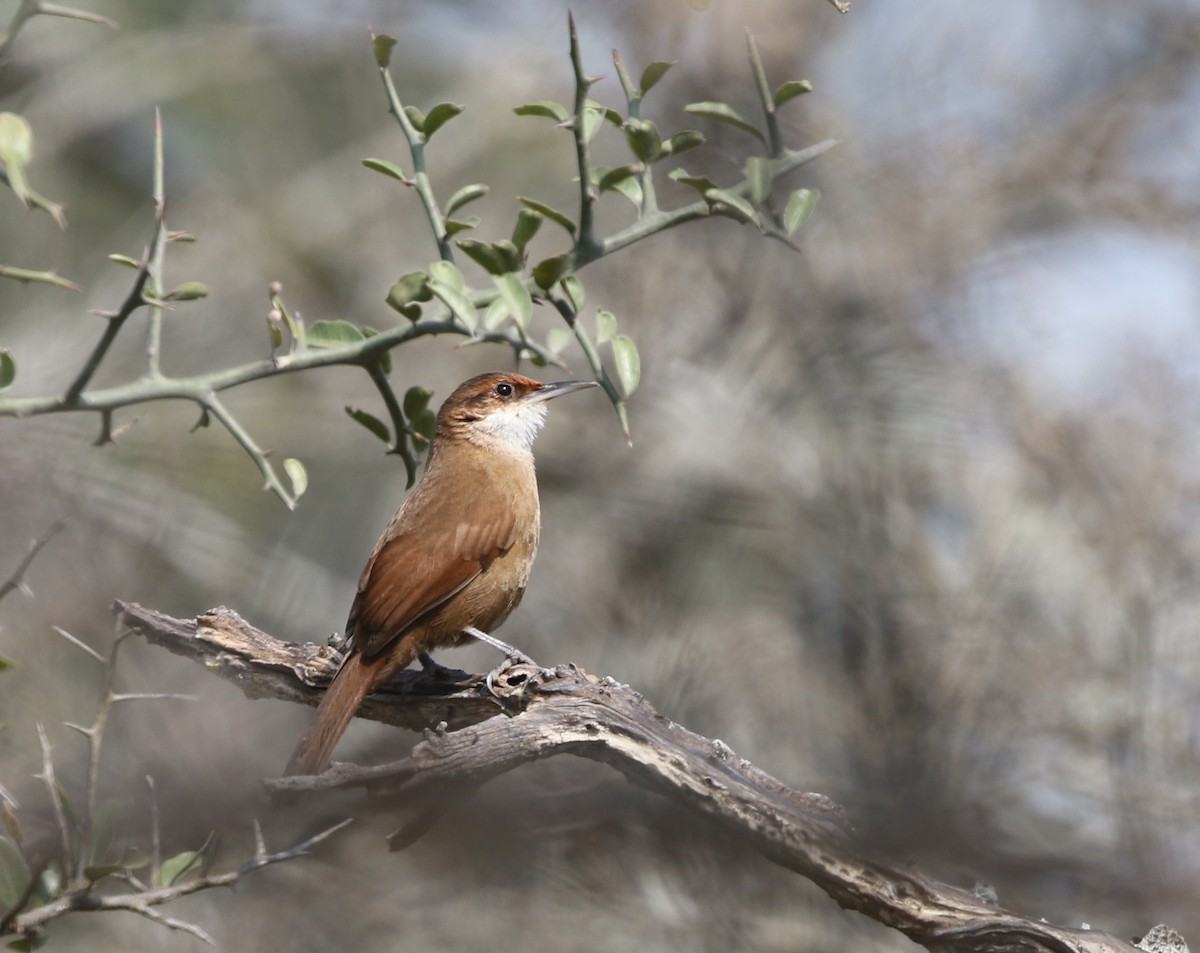 Chaco Earthcreeper - Richard Greenhalgh