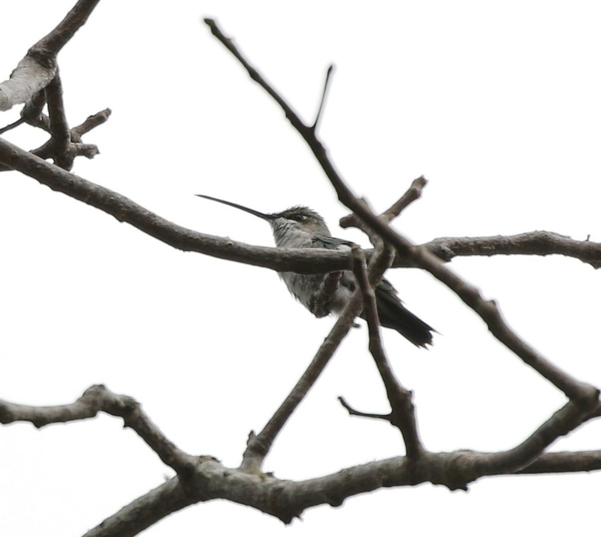 kolibřík cerradový - ML205637511