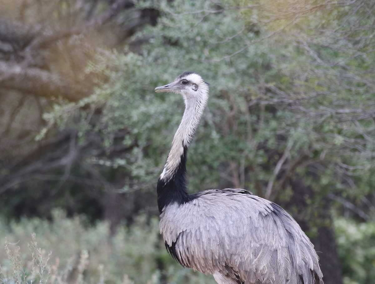 Greater Rhea - ML205637551