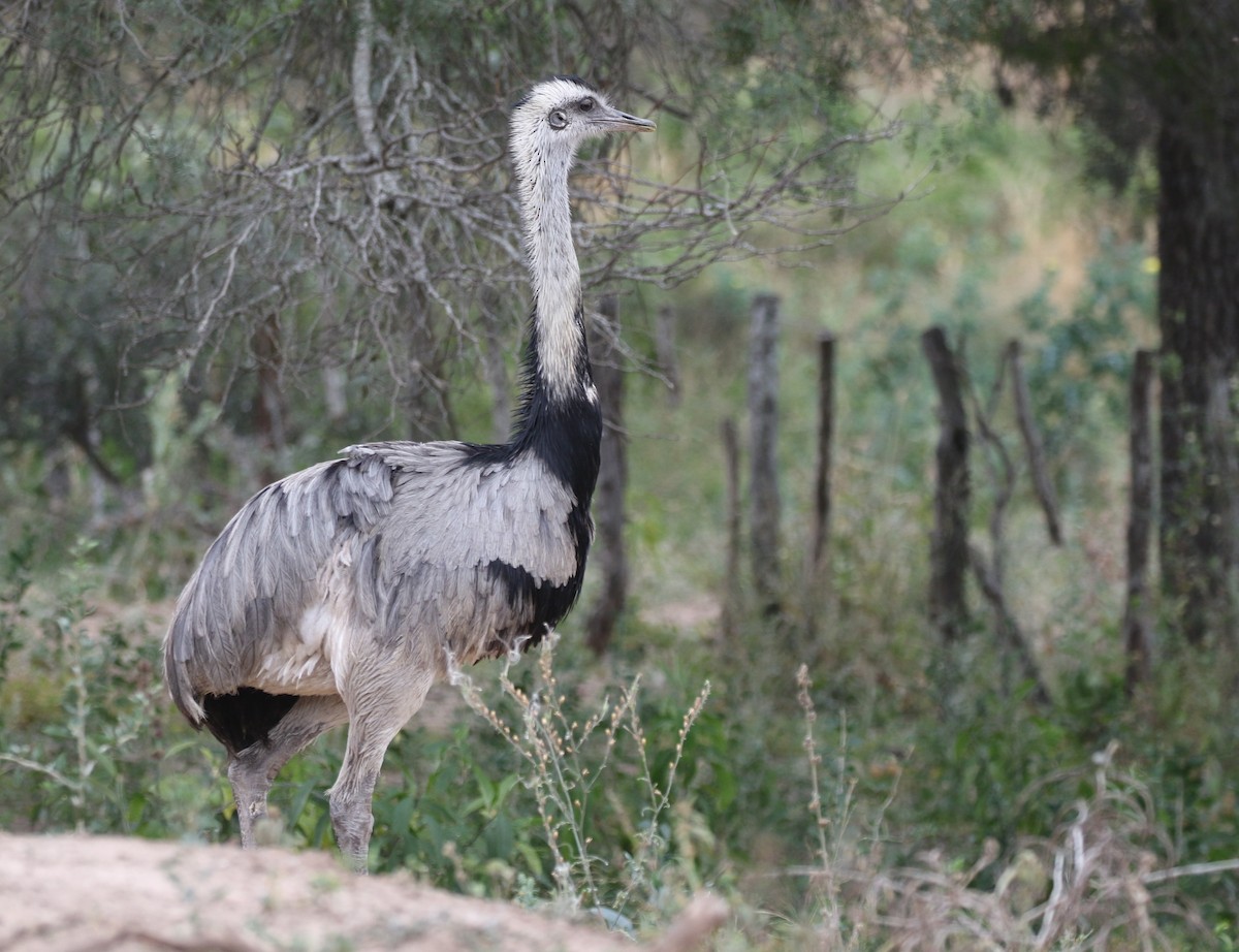 Greater Rhea - ML205637561