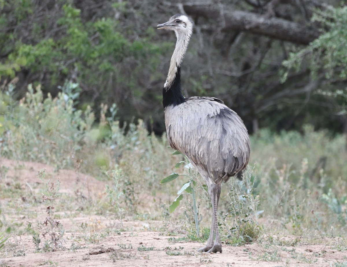 Greater Rhea - ML205637591