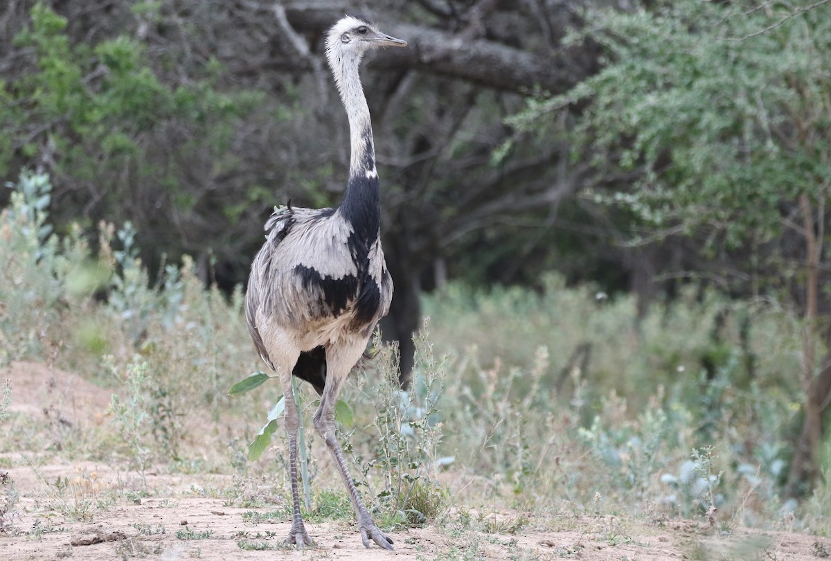 Greater Rhea - ML205637601