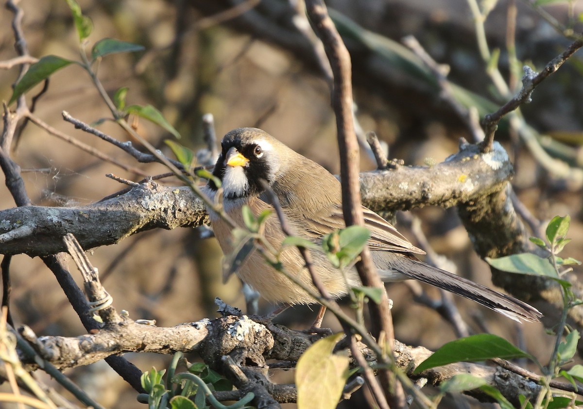 Many-colored Chaco Finch - ML205637781
