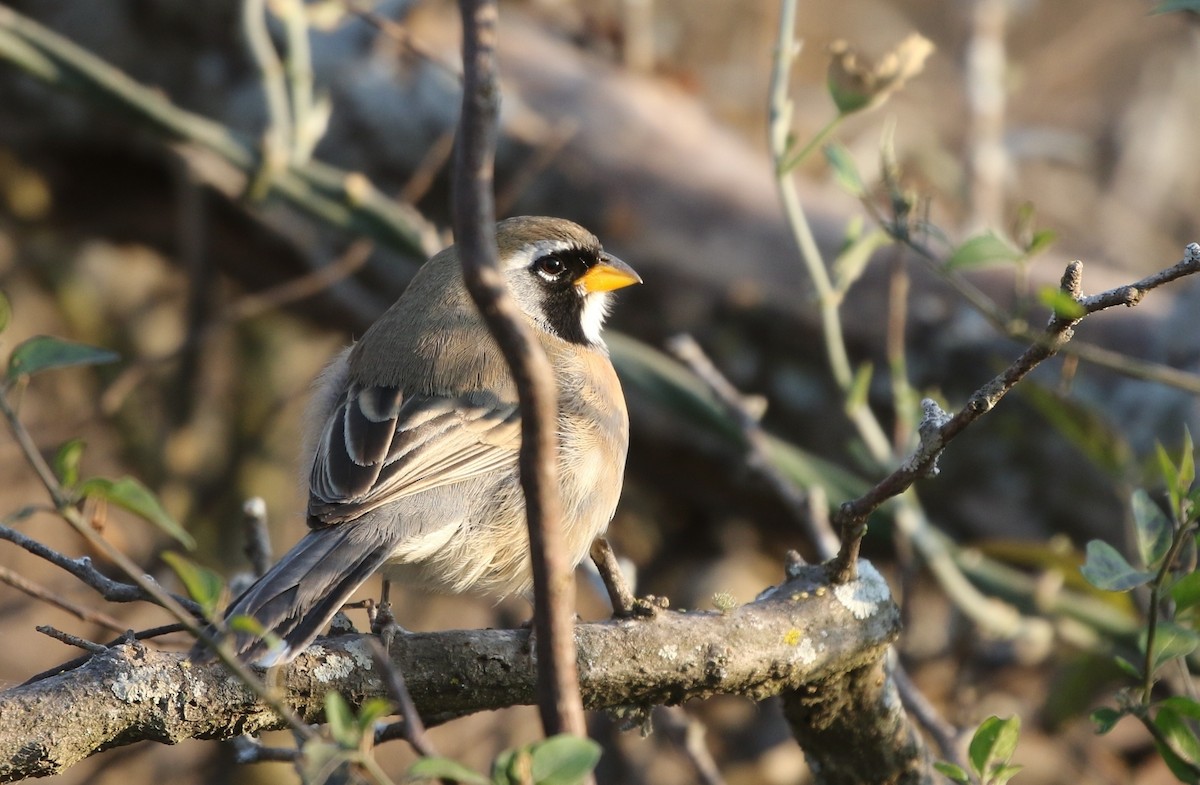 Many-colored Chaco Finch - ML205637801