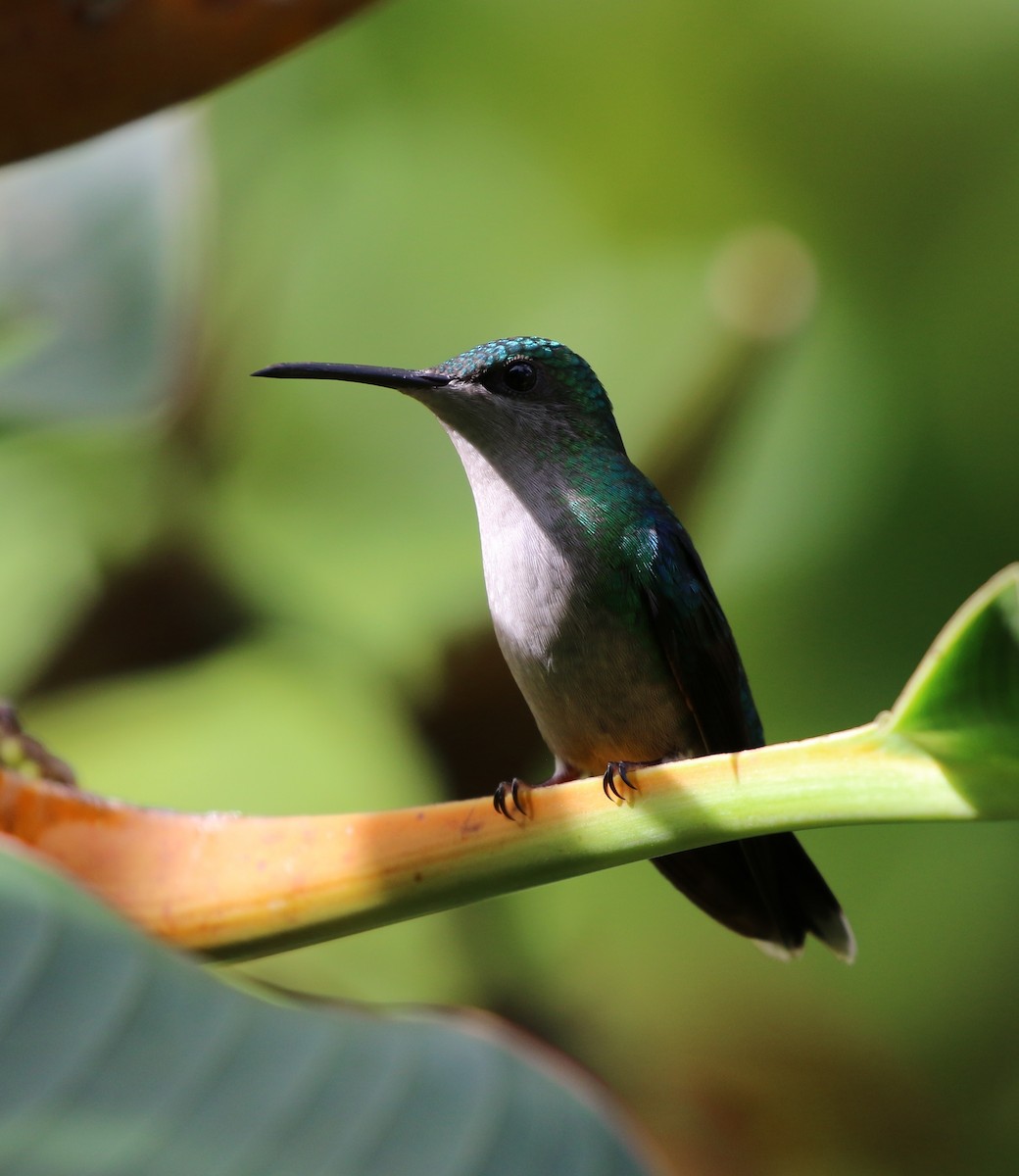 Violettkronennymphe (Violet-crowned Woodnymph) - ML205637941