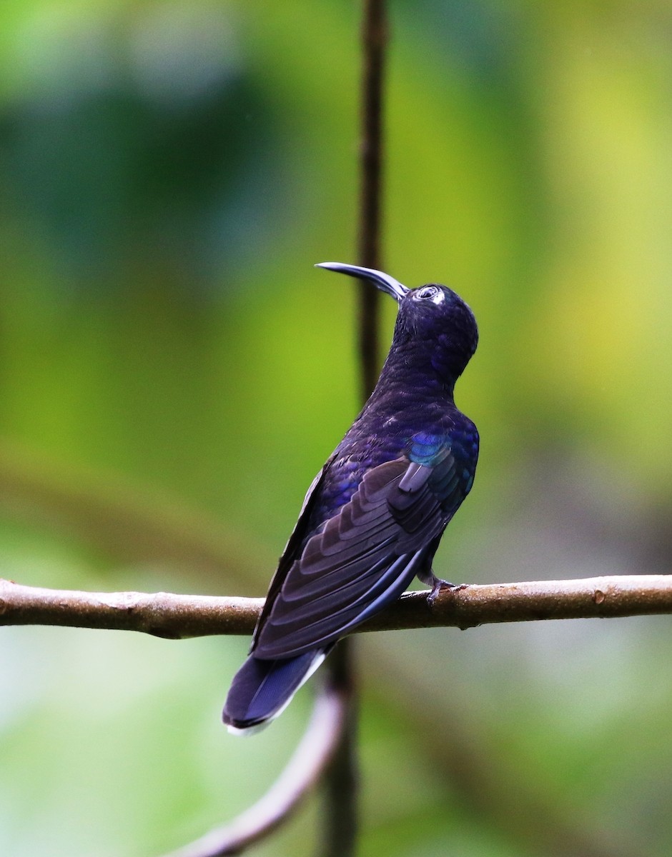 Colibrí Morado - ML205637981