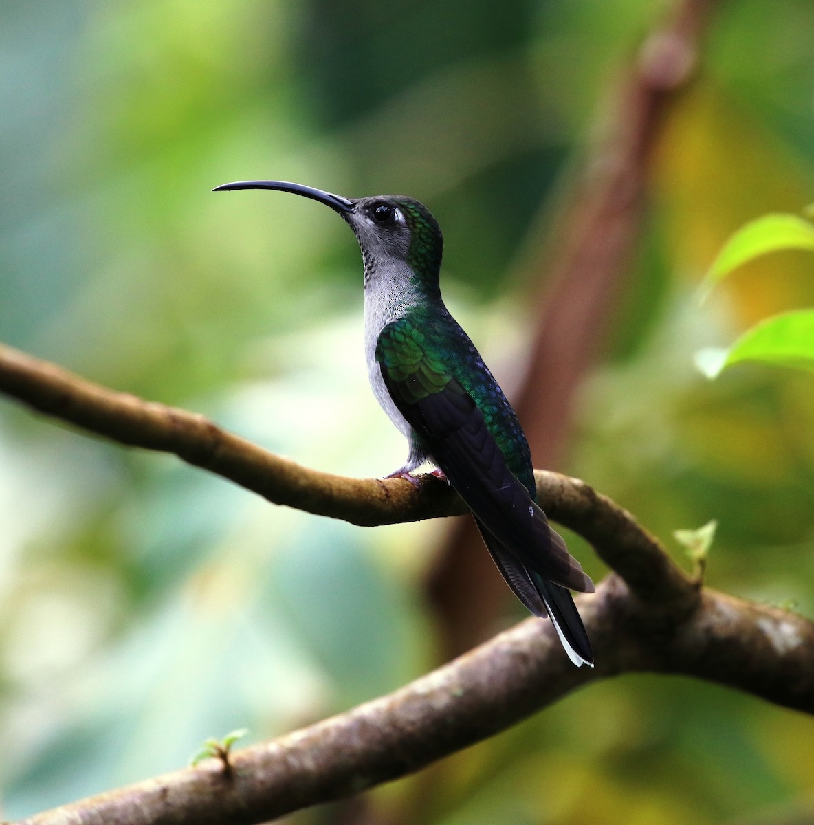 Colibrí Morado - ML205638001