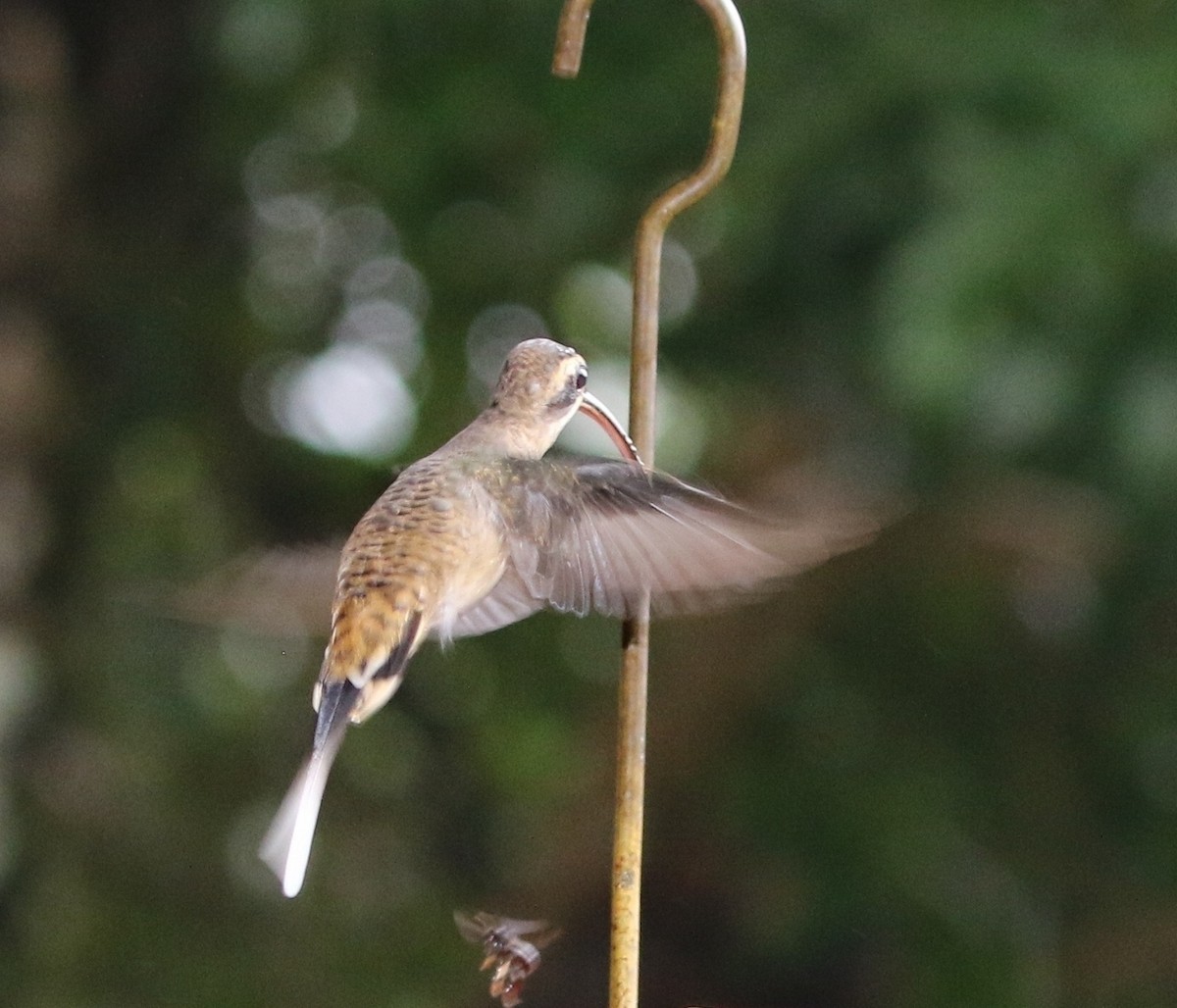 Long-billed Hermit - ML205638011