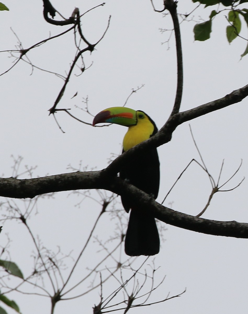 Keel-billed Toucan - Richard Greenhalgh