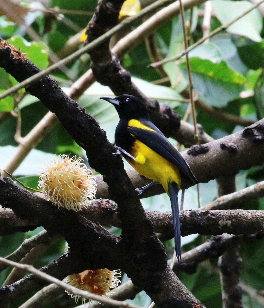 Black-cowled Oriole - ML205638071