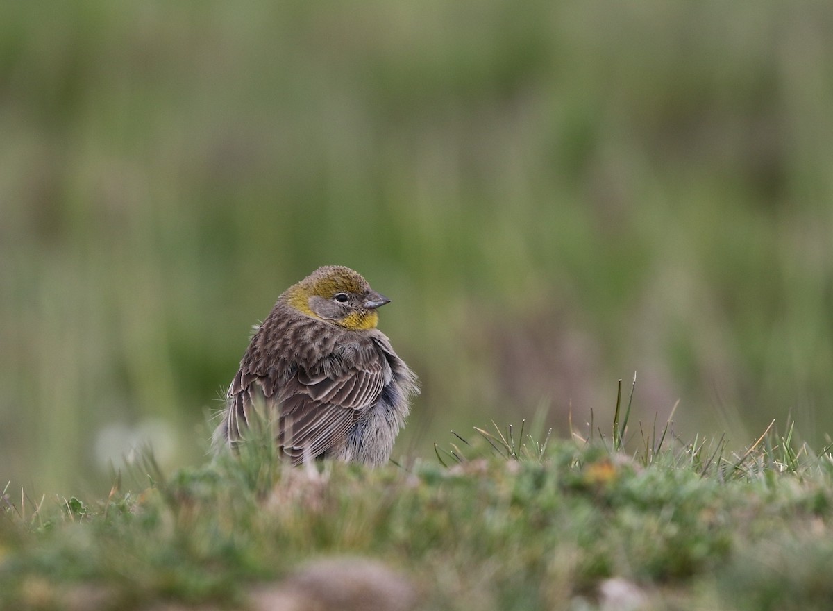 Bright-rumped Yellow-Finch - Richard Greenhalgh